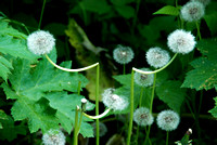 Dandelions