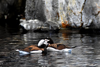 DoubleDuckDare