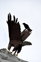 EagleCrow