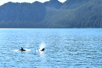 DoubleOrca