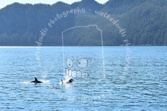 DoubleOrca